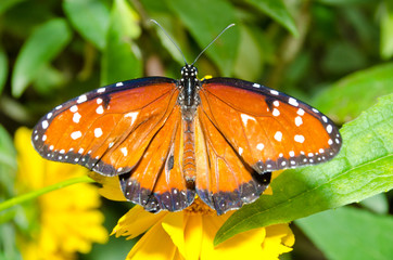 butterfly on flowers