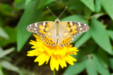 butterfly on flowers