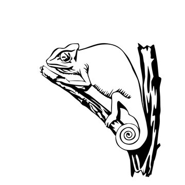 black and white chameleon vector illustration