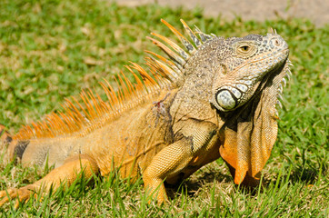 Fototapeta premium iguana on green grass lawn