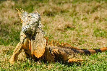 iguana on green grass lawn