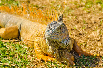 iguana on green grass lawn