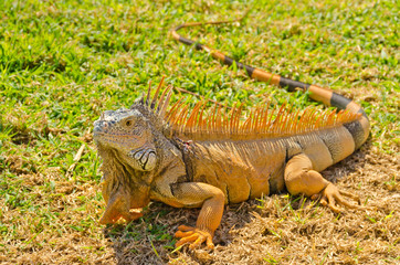 iguana on green grass lawn