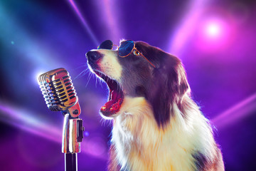 Rockstar border collie dog singing into a microphone