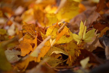 Autumn Leaves