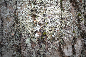 Wood Close Up