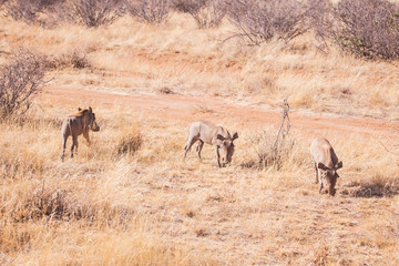 Fototapeta na wymiar Pumba's in Masai Mara National Park in Kenya