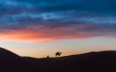 Dromedar bei Sonnenaufgang in der Sahara; Marokko