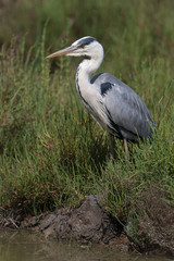 Graureiher, Grey heron, Ardea cinerea