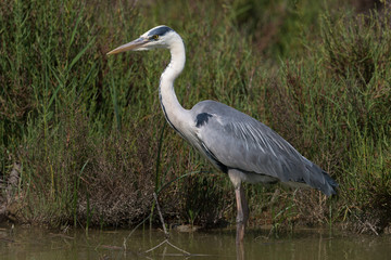 Graureiher, Grey heron, Ardea cinerea