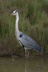 Graureiher, Grey heron, Ardea cinerea