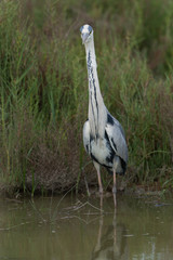 Graureiher, Grey heron, Ardea cinerea