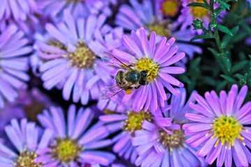 A closeup of a bee on a purple flower