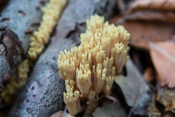 mushrooms in a forest