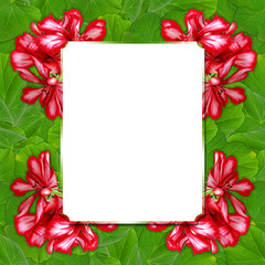 background pattern texture made of painted geranium flower with