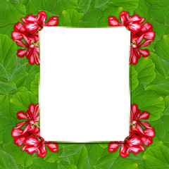 background pattern texture made of paint  geranium flower with t