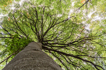 Fototapeta premium Big tree