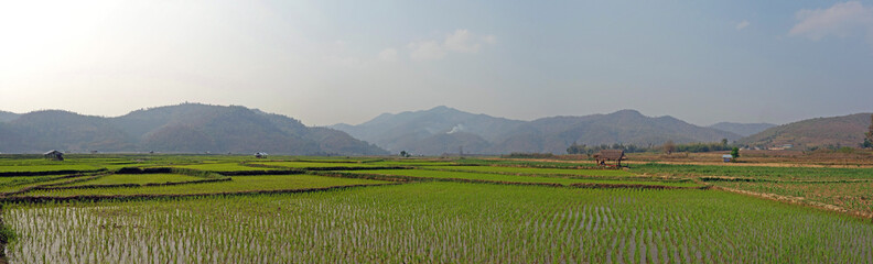 Fototapeta premium rice fields in myanmar