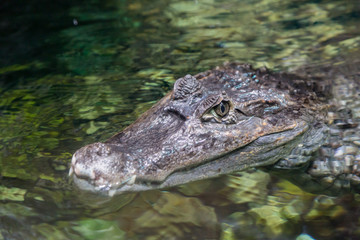 The alligator in the pond, Caiman crocodilus