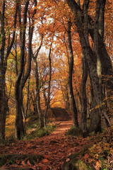 Autumn forest terrenkur path with orange-red oak and maple trees beautiful scenery