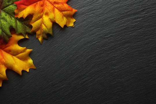 Autumn leaves on a dark slate background