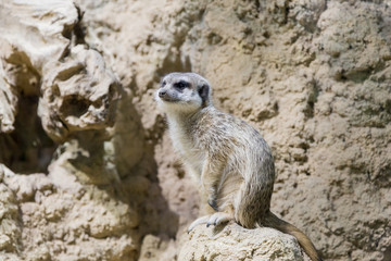 Fototapeta premium Meerkat in the zoo. Suricata suricatta. Family mangustov