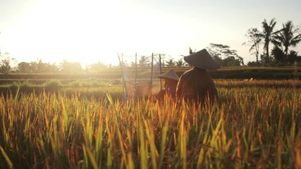 Indonesian farmers cutting and threshing rice in the rice fields during harvest