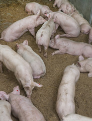 Pigs in stable on swarf
