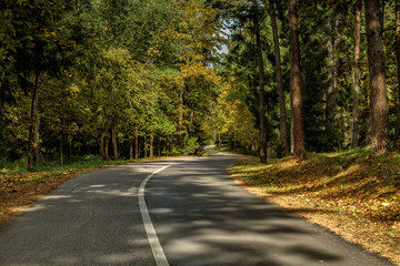 Fototapeta premium Road in forest