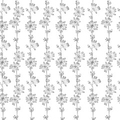 Chicory flower hand drawn graphic vector botanical illustration, doodle ink sketch isolated on white background, seamless pattern, medical endive plant contour for design greeting card, medicine