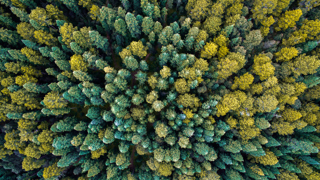 Vista a&eacute;rea del boque de luciernaga en Nanacamilpa