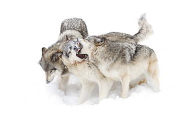 Fototapeta premium Timber wolves or Grey Wolf (Canis lupus) isolated on a white background playing in the snow against a white background in Canada