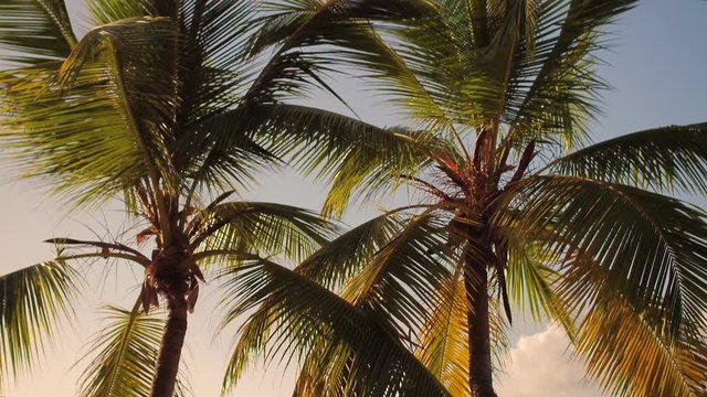 Panning video of palm trees at Maho Bay, St John, United States Virgin Islands