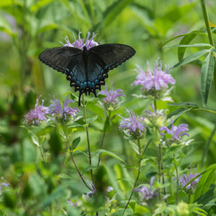 butterfly on a wildflower