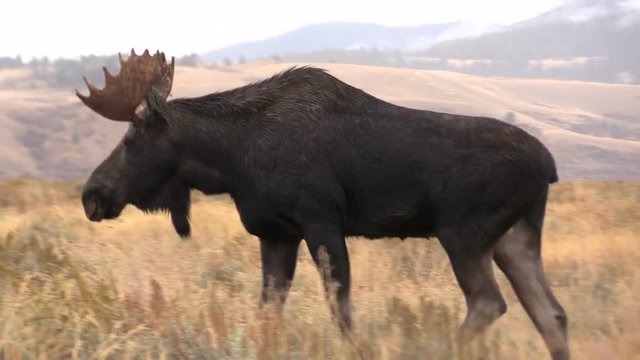 Bull Moose During the Fall Rut