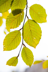 Naklejka na ściany i meble colorful leaves of a beech tree. Autumn beech leaves decorate a