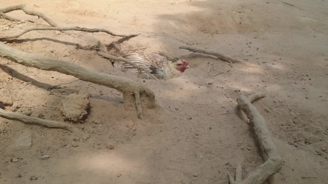 Chicken burrowed in a hole in the dirt on a hot day.