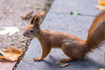 Squirrel in the park around the leaves in the park in autumn
