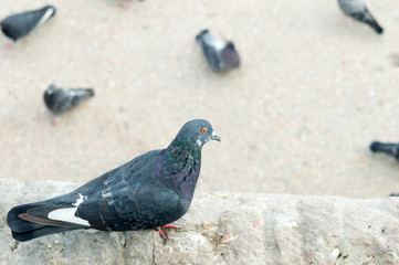 A pigeon