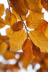 Obraz premium colorful leaves of a beech tree. Autumn beech leaves decorate a