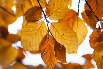  colorful leaves of a beech tree. Autumn beech leaves decorate a