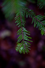 fir pinetree background