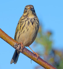 Anthus pratensis
