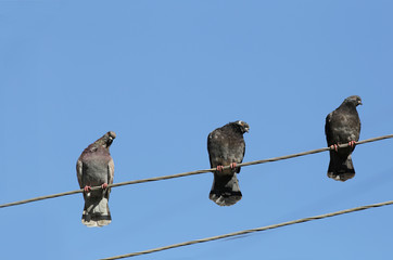 A trio of pigeons which are  look to the left  