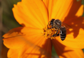 Bee on the expanse of yellow pistils and stamens