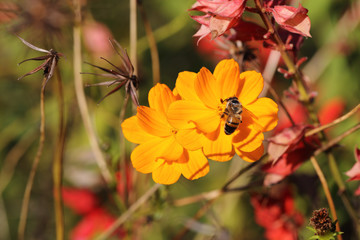 Bee on a flower bed in autumn