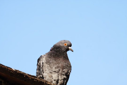 Portrait of a blue rock pigeon