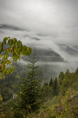 mountains, fog, fir-tree. Abkhazia