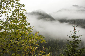 Obraz na płótnie Canvas mountains, fog, fir-tree. Abkhazia