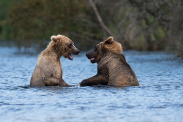 Fototapeta premium Two Alaskan brown bears fighting